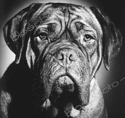 Biosphoto | 6921 | Bordeaux Mastiff | &copy; Jean-Michel Labat / Biosphoto