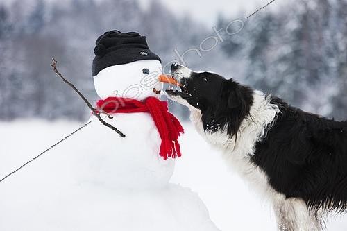 Biosphoto | 2460319 | Border Collie, black and white, biting carrot nose of snowman, North Tyrol, Austria, Europe | &copy; Alessandra Sarti / imageBROKER / Biosphoto