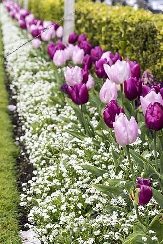 Biosphoto | 2152244 | Border of tulips in a garden, spring, Pas de Calais, France | &copy; Yann Avril / Biosphoto