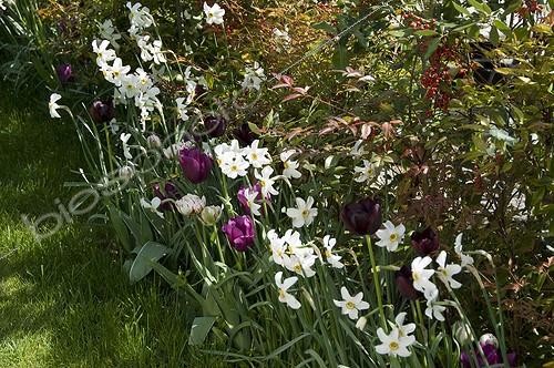 Biosphoto | 828316 | Bordure de narcisses et de tulipes en fleur dans un jardin | &copy; Alexandre Petzold / Biosphoto