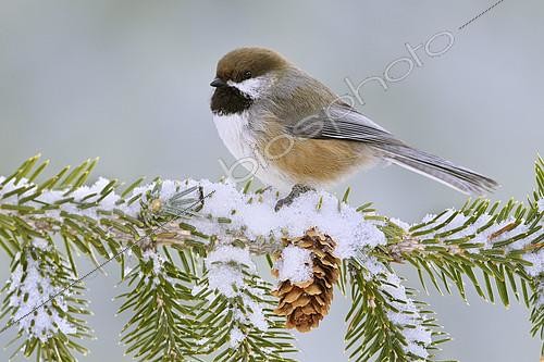 Biosphoto | 2413698 | Boreal Chickadee (Poecile hudsonicus), Alaska, USA | &copy; Alan Murphy / BIA / Biosphoto