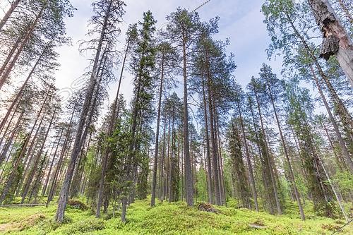 Biosphoto | 2447104 | Boreal forest, Finland | &copy; Alain Roux / Biosphoto