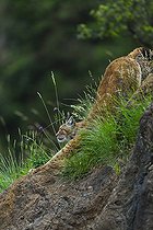 Biosphoto | 1948968 | Boreal Lynx stretching on rock - Spain | &copy; Juan-Carlos Muñoz / Biosphoto