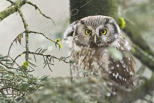 Biosphoto | 1365663 | Boreal Owl in the Bayerische Wald NP in Germany | &copy; Pierre Huguet-Dubief / Biosphoto