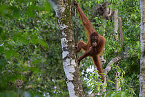 Biosphoto | 2609177 | Bornean orangutan (Pongo pygmaeus), 4 years old, Taman Negara, Borneo, Indonesia | &copy; Régis Cavignaux / Biosphoto