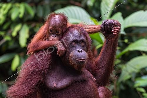 Biosphoto | 2612900 | Bornean orangutan (Pongo pygmaeus) adult female with her young at the Sepilok Orangutan Rehabilitation Centre, Sabah, Borneo, Malaysia. | &copy; Stéphane Vitzthum / Biosphoto