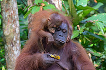 Biosphoto | 2609179 | Bornean orangutan (Pongo pygmaeus), female sharing a banana with her baby, Taman Negara, Borneo, Indonesia | &copy; Régis Cavignaux / Biosphoto