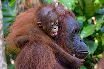 Biosphoto | 2609181 | Bornean orangutan (Pongo pygmaeus), female and baby on her back, Taman Negara, Borneo, Indonesia | &copy; Régis Cavignaux / Biosphoto