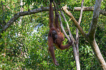 Biosphoto | 2609184 | Bornean orangutan (Pongo pygmaeus) female and baby, Taman Negara, Borneo, Indonesia | &copy; Régis Cavignaux / Biosphoto