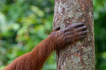 Biosphoto | 2609197 | Bornean orangutan (Pongo pygmaeus), hand detail on a tree, Taman Negara, Borneo, Indonesia | &copy; Régis Cavignaux / Biosphoto
