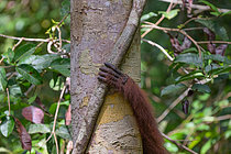 Biosphoto | 2609198 | Bornean orangutan (Pongo pygmaeus), hand detail on a liana, Taman Negara, Borneo, Indonesia | &copy; Régis Cavignaux / Biosphoto