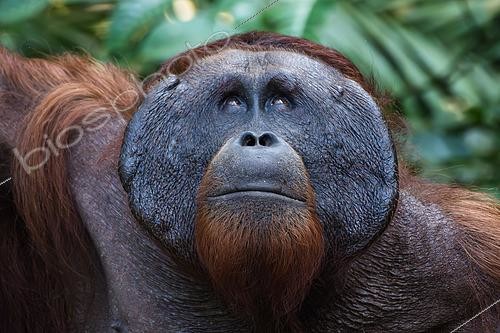 Biosphoto | 2612904 | Bornean orangutan (Pongo pygmaeus), portrait of a dominant adult male at Semenggoh Wildlife Center = Semenggoh Nature Wildlife = orangutan sanctuary in the south of Kuching, Sarawak, Malaysia. | &copy; Stéphane Vitzthum / Biosphoto