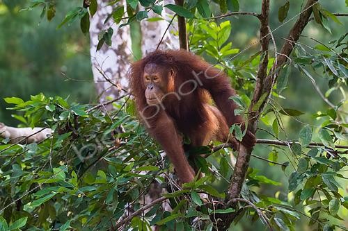 Biosphoto | 2612903 | Bornean orangutan (Pongo pygmaeus) portrait of an adult at the Semenggoh Wildlife Center = Semenggoh Nature Wildlife = orangutan sanctuary in the south of Kuching, Sarawak, Malaysia. | &copy; Stéphane Vitzthum / Biosphoto