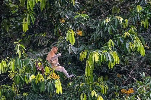 Biosphoto | 2612891 | Bornean Proboscis Monkey (Nasalis larvatus) female sitting in the trees, Discovery Forest Center, Sepilok, Sabah, Borneo, Malaysia. | &copy; Stéphane Vitzthum / Biosphoto