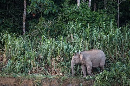Biosphoto | 2100148 | Borneo pygmy elephant (elephas maximus borneensis) walking on a bank of Kinabatangan river, Sabah, Malaysia | &copy; Emile Séchaud / Biosphoto