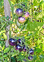 Biosphoto | 2609011 | 'Bosque blue' indigo blue tomatoes, Jardin Potager de Bonnétable, Sarthe, France | &copy; Michel Gile / Biosphoto