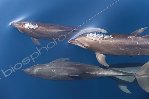 Biosphoto | 2037155 | Botlenose dolphins at surface - Gulf of California. | &copy; Christopher Swann / Biosphoto