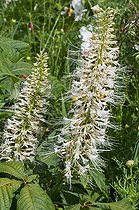 Biosphoto | 1249701 | Bottlebrush buckeye in bloom in a garden | &copy; Frédéric Didillon / Biosphoto