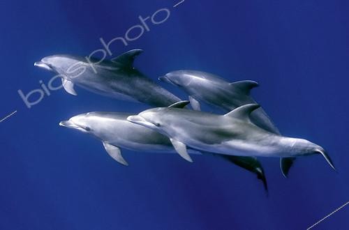 Biosphoto | 2133638 | Bottlenose dolphin (Tursiops truncatus). Submerged group. Tenerife, Canary Islands. | &copy; Sergio Hanquet / Biosphoto