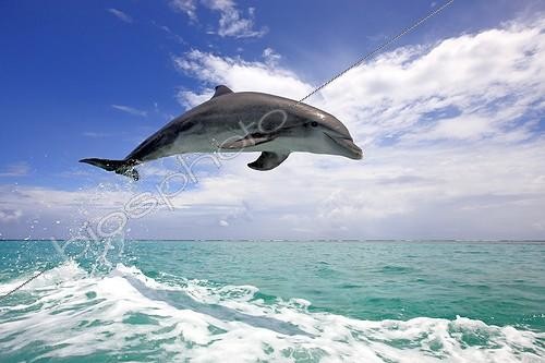 Biosphoto | 1608867 | Bottlenose Dolphin (Tursiops truncatus), adult, jumping out of the sea, Roatan, Honduras, Caribbean, Central America, Latin America | &copy; Jspix / imageBROKER / Biosphoto