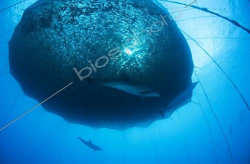 Biosphoto | 2133640 | Bottlenose dolphin (Tursiops truncatus). Group submerged next to marine aquaculture cages. Tenerife, Canary Islands. | &copy; Sergio Hanquet / Biosphoto