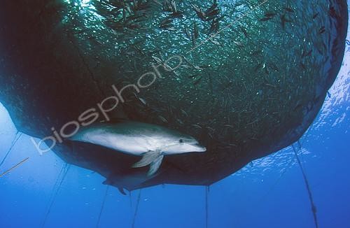 Biosphoto | 2133639 | Bottlenose dolphin (Tursiops truncatus), next to marine aquaculture cages. Tenerife, Canary Islands. | &copy; Sergio Hanquet / Biosphoto