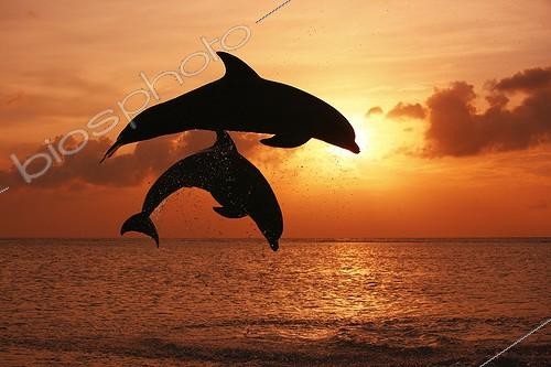 Biosphoto | 1776311 | Bottlenose Dolphins jumping at dusk Caribbean Sea Honduras | &copy; Brandon Cole / Biosphoto