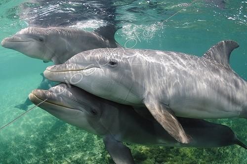 Biosphoto | 1776325 | Bottlenose Dolphins swimming in the Caribbean Sea Honduras | &copy; Brandon Cole / Biosphoto