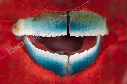 Biosphoto | 1623278 | Bouche de Poisson-perroquet à filament Tahiti Polynésie ; Robe rouge d'un poisson en phase initiale | &copy; Fabien Michenet / Biosphoto