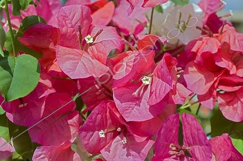 Biosphoto | 605405 | Bougainvillea in a garden | &copy; Xiaodisc / Green Eye / Biosphoto