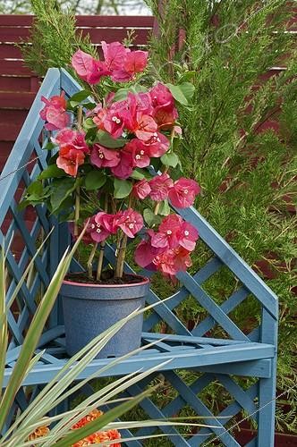 Biosphoto | 543235 | Bougainvillée en fleur sur une terrasse de jardin | &copy; Frédéric Didillon / Biosphoto