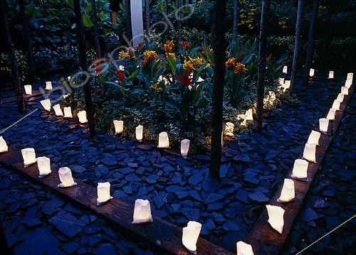 Biosphoto | 698859 | Bougies et Cannas au Jardin des paradis | &copy; Gilles Le Scanff & Joëlle-Caroline Mayer / Biosphoto