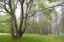 Biosphoto | 2484899 | Bouleau pubescent (Betula pubescens) à 4 troncs au printemps Parc naturel régional des Vosges du Nord, France | &copy; Michel Rauch / Biosphoto
