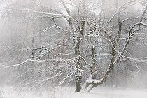 Biosphoto | 2419905 | Bouleau pubescent (Betula pubescens) dans le brouillard hivernal, Parc naturel régional des Vosges du Nord, France | &copy; Michel Rauch / Biosphoto