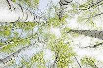 Biosphoto | 2173527 | Bouleaux (Betula sp.) au printemps, Rhénanie du Nord-Westphalie, Allemagne | &copy; Daniel Schoenen / imageBROKER / Biosphoto
