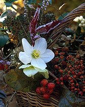 Biosphoto | 1204878 | Bouquet dans un panier au jardin en hiver | &copy; Gilles Le Scanff & Joëlle-Caroline Mayer / Biosphoto
