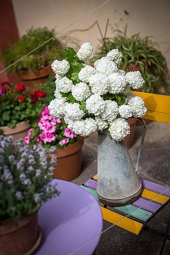 Biosphoto | 2101434 | Bouquet de Boules de neige (Viburnum opulus) dans un arrosoir en zinc au jardin, Provence, France | &copy; Philippe Giraud / Biosphoto