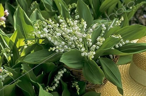 Biosphoto | 582884 | Bouquet de brins de Muguet en mai | &copy; H. Curtis / Biosphoto
