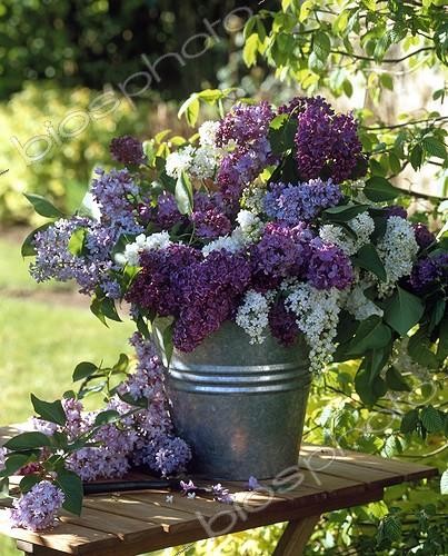 Biosphoto | 1543397 | Bouquet de Lilas sur une table de jardin | &copy; Gilles Le Scanff & Joëlle-Caroline Mayer / Biosphoto