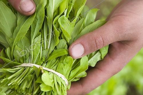 Biosphoto | 1127733 | Bouquet de Mesclun de salade France | &copy; Marc Chatelain / Biosphoto