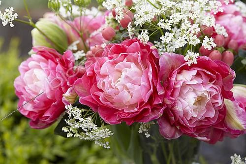 Biosphoto | 2165429 | Bouquet de printemps avec Cerfeuil et Tulipe | &copy; Visions Pictures / Biosphoto