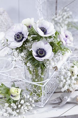 Biosphoto | 2164596 | Bouquet de printemps avec gypsophiles et anémones Marianne | &copy; Visions Pictures / Biosphoto