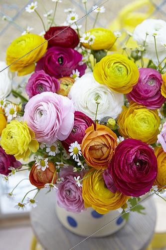 Biosphoto | 2531700 | Bouquet de renoncules | &copy; Visions Pictures / Biosphoto