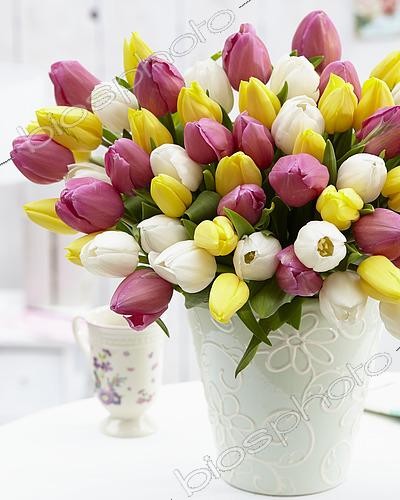 Biosphoto | 2503051 | Bouquet de tulipes | &copy; Visions Pictures / Biosphoto