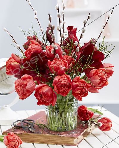 Biosphoto | 2463842 | Bouquet de tulipes, amaryllis et branches de saule en chaton | &copy; Visions Pictures / Biosphoto