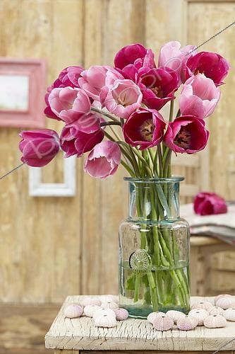 Biosphoto | 2517434 | Bouquet de tulipes Don Juan, Rosalie | &copy; Visions Pictures / Biosphoto