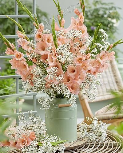 Biosphoto | 2463871 | Bouquet d'été avec Gypsophile et Glaïeuls | &copy; Visions Pictures / Biosphoto
