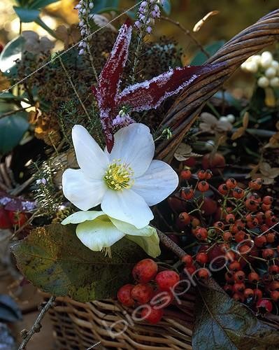 Biosphoto | 1204878 | Bouquet in a basket in a garden in winter | &copy; Gilles Le Scanff & Joëlle-Caroline Mayer / Biosphoto