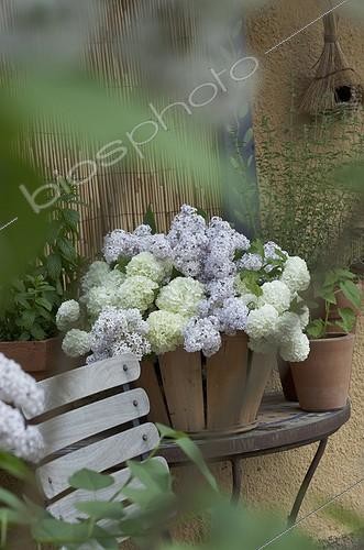 Biosphoto | 1362021 | Bouquet of flowers of snowball bush and lilac in a basket | &copy; Philippe Giraud / Biosphoto