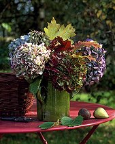 Biosphoto | 627862 | Bouquet of Hydrangea in autumn | &copy; Gilles Le Scanff & Joëlle-Caroline Mayer / Biosphoto